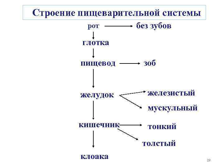 Строение пищеварительной системы рот без зубов глотка пищевод желудок зоб железистый мускульный кишечник тонкий