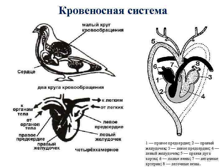 Кровеносная система 1 — правое предсердие; 2 — правый желудочек; 3 — левое предсердие;