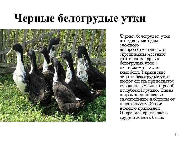 Черные белогрудые утки выведены методом сложного воспроизводительного скрещивания местных украинских черных белогрудых уток с