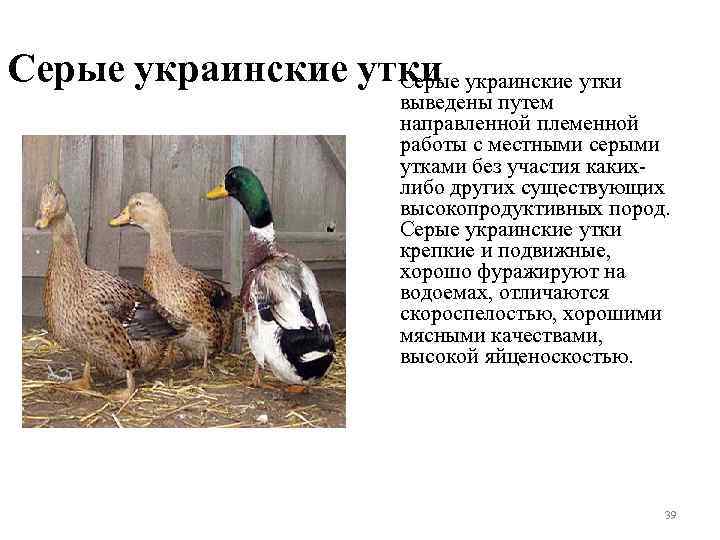 Серые украинские утки Серые выведены путем направленной племенной работы с местными серыми утками без