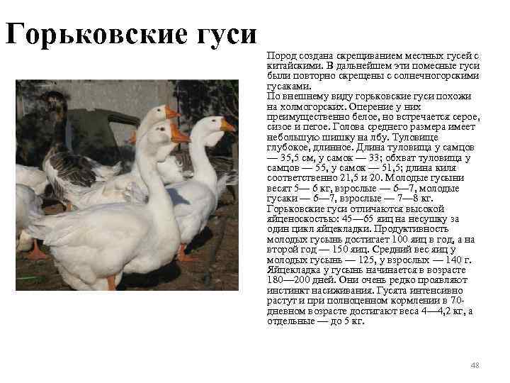 Горьковские гуси Пород создана скрещиванием местных гусей с китайскими. В дальнейшем эти помесные гуси