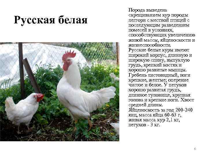 Русская белая Порода выведена скрещиванием кур породы леггорн с местной птицей с последующим разведением