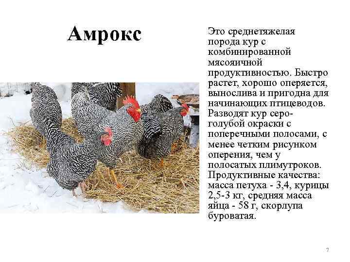 Амрокс Это среднетяжелая порода кур с комбинированной мясояичной продуктивностью. Быстро растет, хорошо оперяется, вынослива