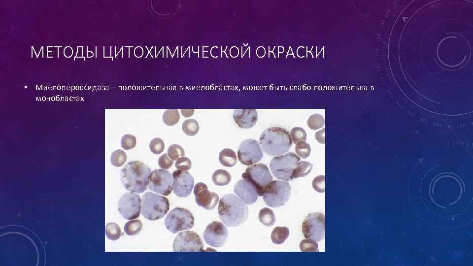 МЕТОДЫ ЦИТОХИМИЧЕСКОЙ ОКРАСКИ • Миелопероксидаза – положительная в миелобластах, может быть слабо положительна в