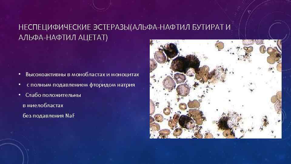 НЕСПЕЦИФИЧЕСКИЕ ЭСТЕРАЗЫ(АЛЬФА-НАФТИЛ БУТИРАТ И АЛЬФА-НАФТИЛ АЦЕТАТ) • Высокоактивны в монобластах и моноцитах • с