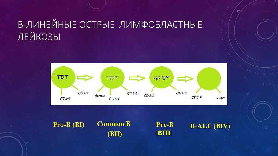 В-ЛИНЕЙНЫЕ ОСТРЫЕ ЛИМФОБЛАСТНЫЕ ЛЕЙКОЗЫ Pro-B (BI) Common B (BII) Pre-B (BIII) B-ALL (BIV) 