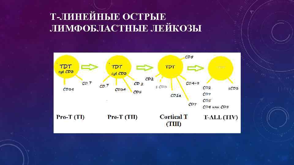 T-ЛИНЕЙНЫЕ ОСТРЫЕ ЛИМФОБЛАСТНЫЕ ЛЕЙКОЗЫ 