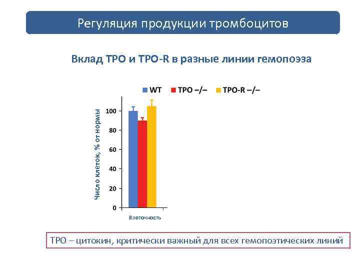 Регуляция продукции тромбоцитов Число клеток, % от нормы Вклад TPO и TPO-R в разные