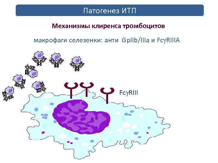 Патогенез ИТП Механизмы клиренса тромбоцитов макрофаги селезенки: анти Gp. IIb/IIIa и Fc RIIIA Fc