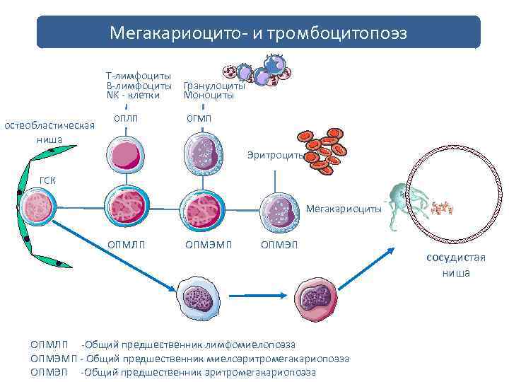 Тромбоцитопоэз происходит в красном мозге по схеме