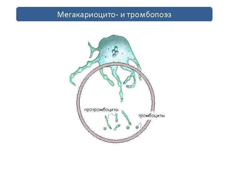 Тромбоцитопоэз происходит в красном мозге по схеме