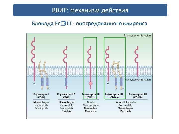 ВВИГ: механизм действия Блокада Fc - опосредованного клиренса RIII 