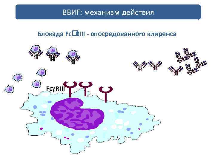 ВВИГ: механизм действия Блокада Fc - опосредованного клиренса RIII Fc RIII 