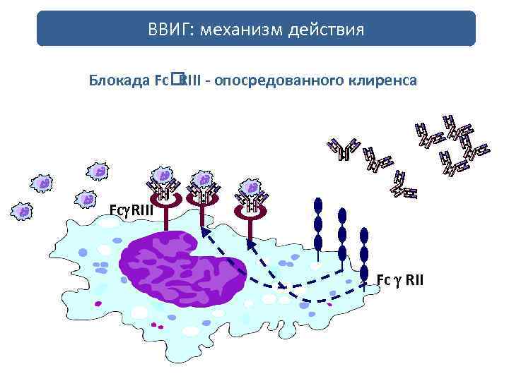 ВВИГ: механизм действия Блокада Fc - опосредованного клиренса RIII Fc RII 