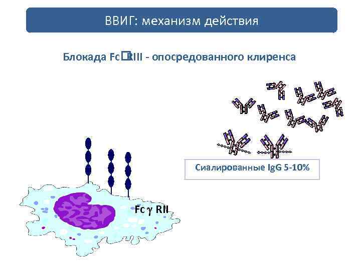 ВВИГ: механизм действия Блокада Fc - опосредованного клиренса RIII Сиалированные Ig. G 5 -10%
