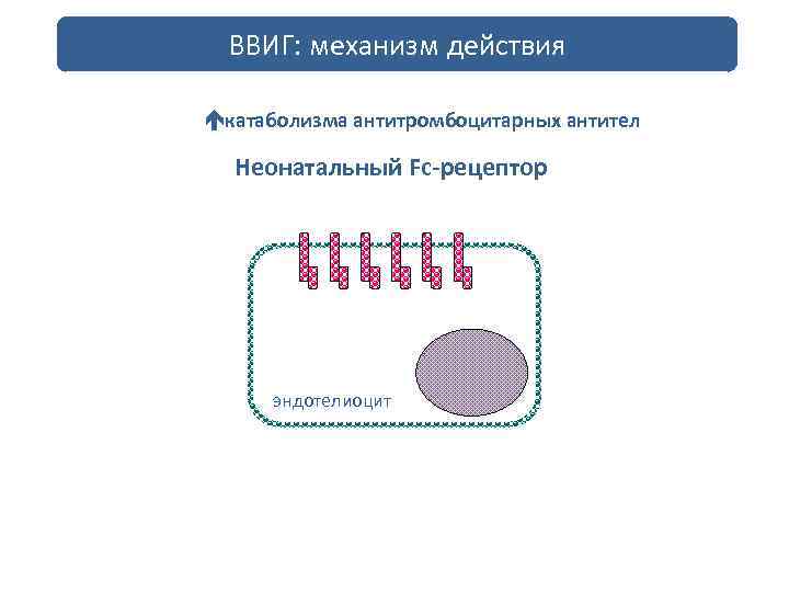 ВВИГ: механизм действия катаболизма антитромбоцитарных антител Неонатальный Fc-рецептор эндотелиоцит 