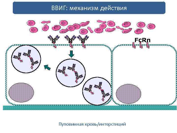 ВВИГ: механизм действия Fc. Rn Пуповинная кровь/интерстиций 