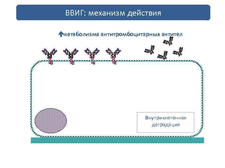 ВВИГ: механизм действия катаболизма антитромбоцитарных антител Внутриклеточная деградация 