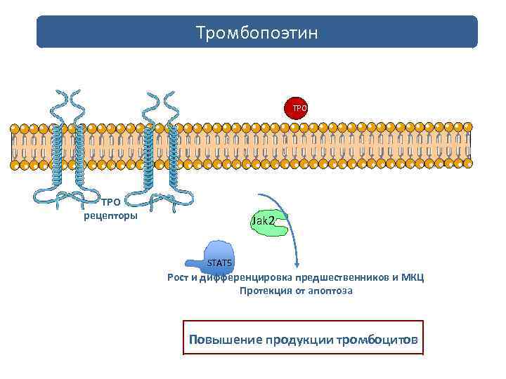 Тромбопоэтин TPO рецепторы Jak 2 STAT 5 Рост и дифференцировка предшественников и МКЦ Протекция