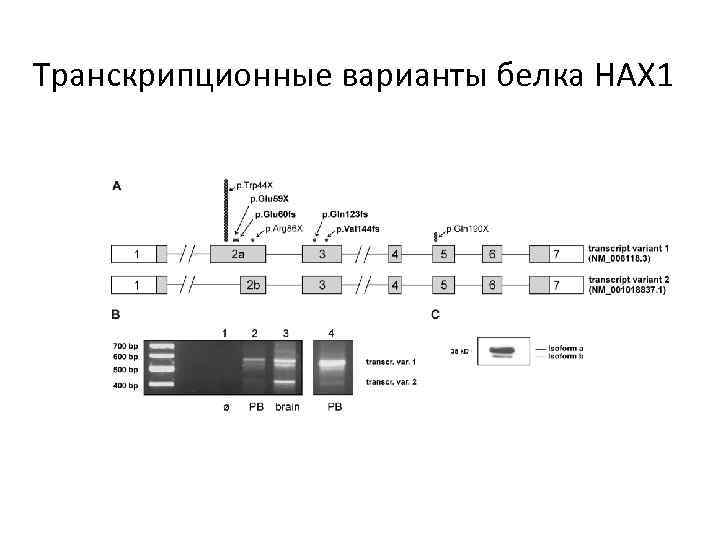 Транскрипционные варианты белка HAX 1 