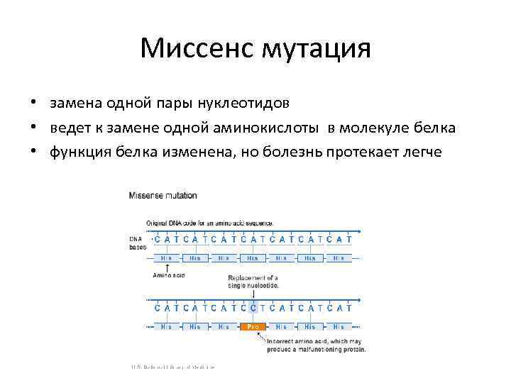 Миссенс мутация • замена одной пары нуклеотидов • ведет к замене одной аминокислоты в