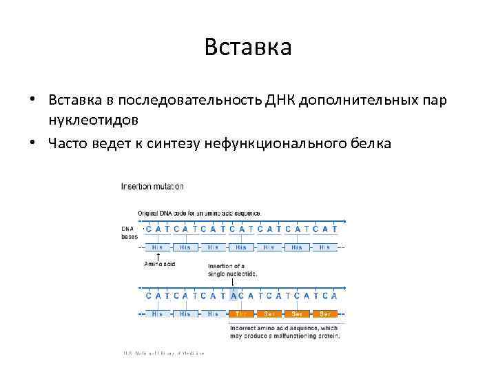 Вставка • Вставка в последовательность ДНК дополнительных пар нуклеотидов • Часто ведет к синтезу