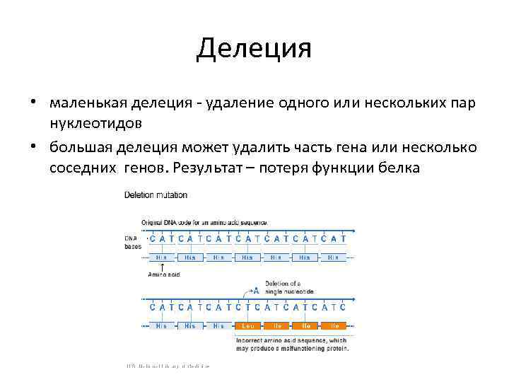 Делеция • маленькая делеция - удаление одного или нескольких пар нуклеотидов • большая делеция