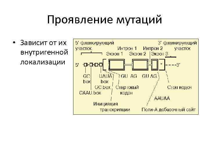 Проявление мутаций • Зависит от их внутригенной локализации 
