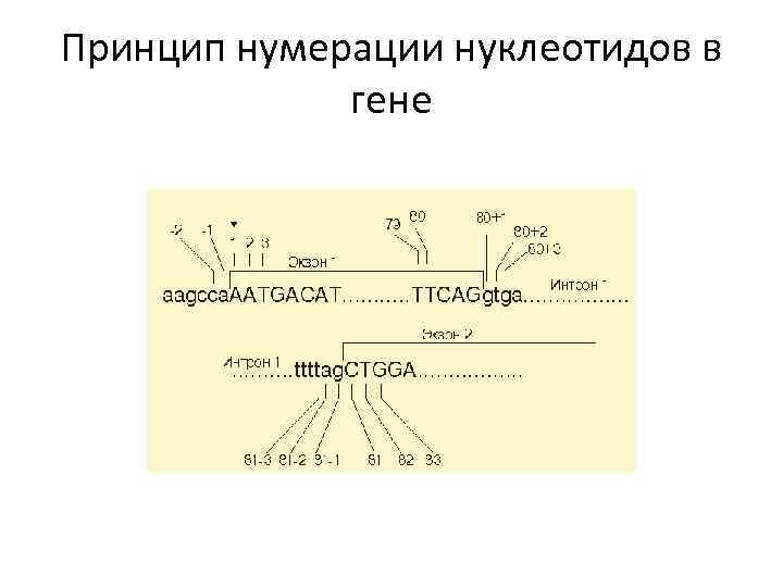 Принцип нумерации нуклеотидов в гене 