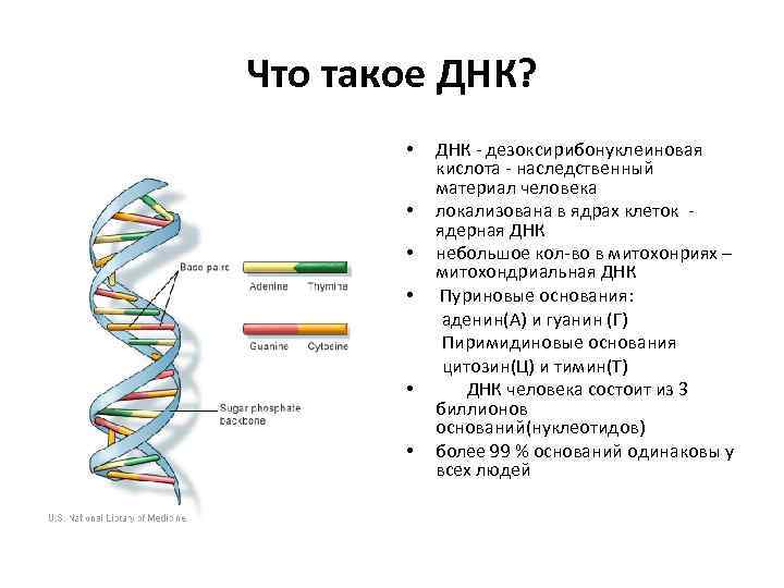 Одно из составляющих днк. Расшифровка строения молекулы ДНК. ДНК это в биологии определение кратко. Расшифровка структуры ДНК. Расшифровка структуры молекулы ДНК.