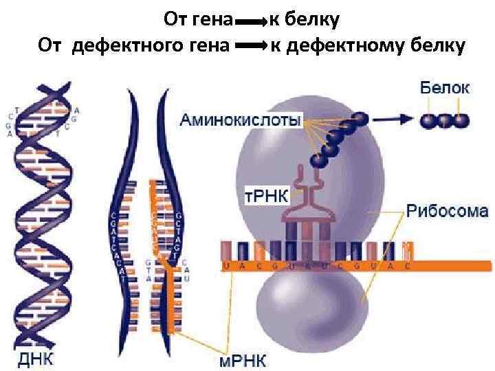 От гена От дефектного гена к белку к дефектному белку 
