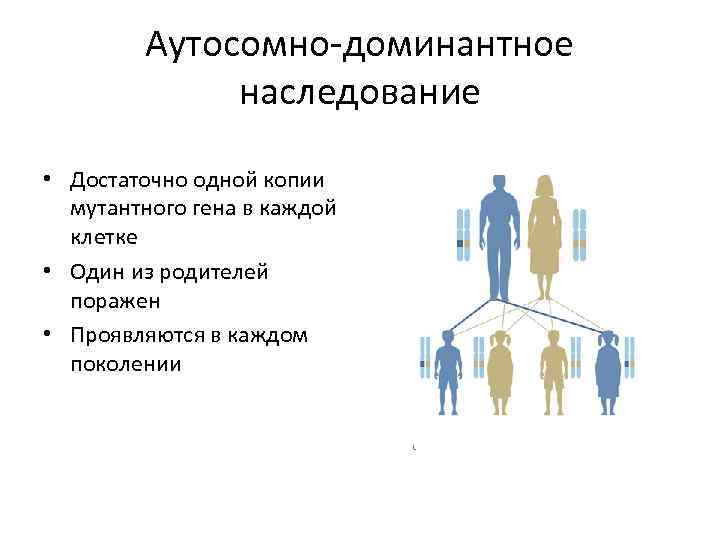 Аутосомно-доминантное наследование • Достаточно одной копии мутантного гена в каждой клетке • Один из