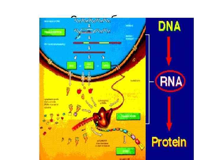 Синтез белка 