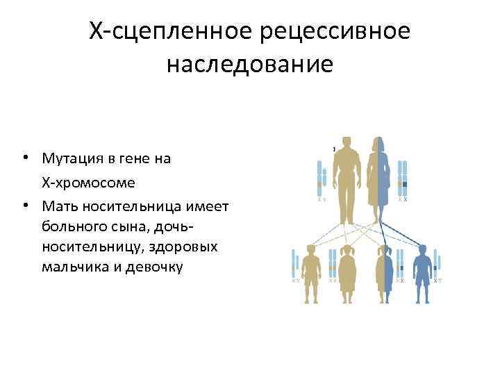 X-сцепленное рецессивное наследование • Мутация в гене на Х-хромосоме • Мать носительница имеет больного