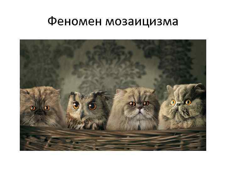 Феномен мозаицизма 