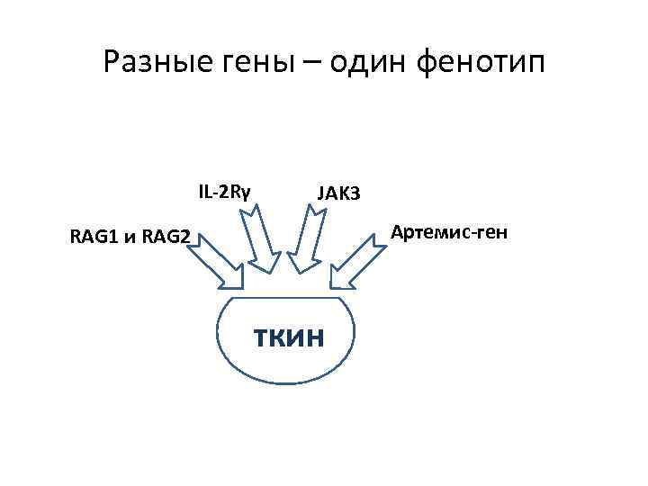 Разные гены – один фенотип IL-2 Rγ JAK 3 Артемис-ген RAG 1 и RAG