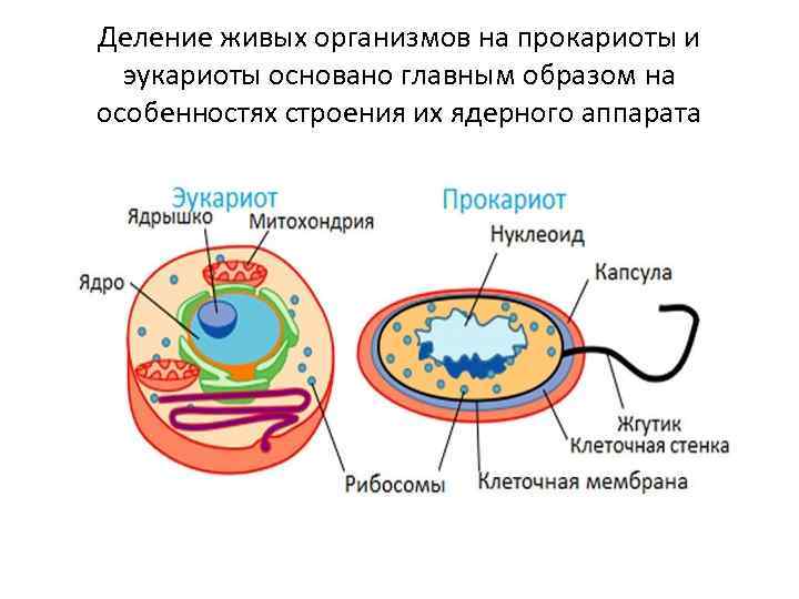 Деление живых организмов на прокариоты и эукариоты основано главным образом на особенностях строения их