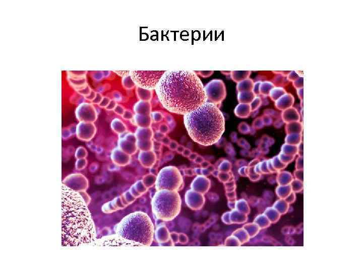 Бактерии 