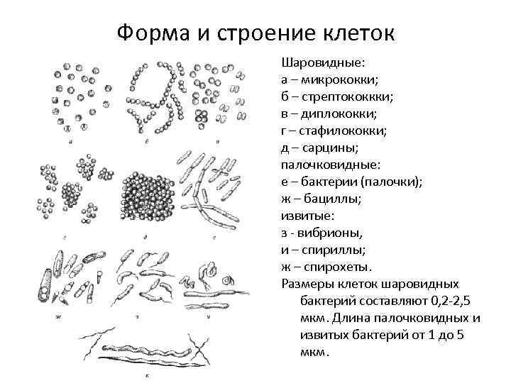 Форма и строение клеток Шаровидные: а – микрококки; б – стрептококкки; в – диплококки;