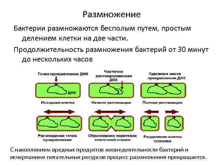 Размножение Бактерии размножаются бесполым путем, простым делением клетки на две части. Продолжительность размножения бактерий