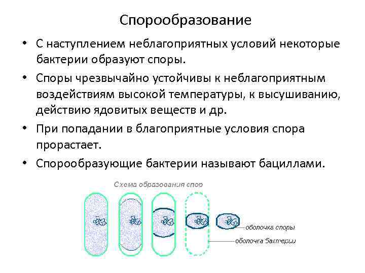Спорообразование • С наступлением неблагоприятных условий некоторые бактерии образуют споры. • Споры чрезвычайно устойчивы