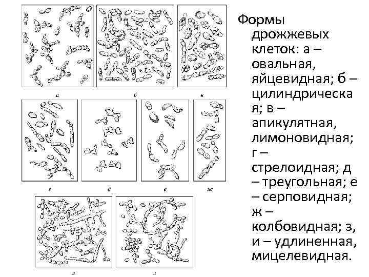 Формы дрожжевых клеток: а – овальная, яйцевидная; б – цилиндрическа я; в – апикулятная,