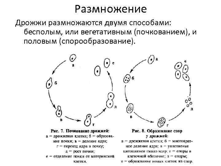 Размножение Дрожжи размножаются двумя способами: бесполым, или вегетативным (почкованием), и половым (спорообразование). 