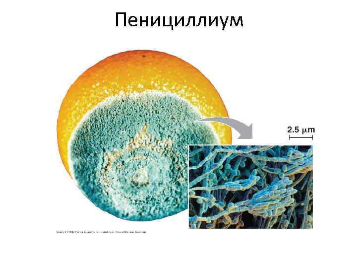 Пенициллиум 