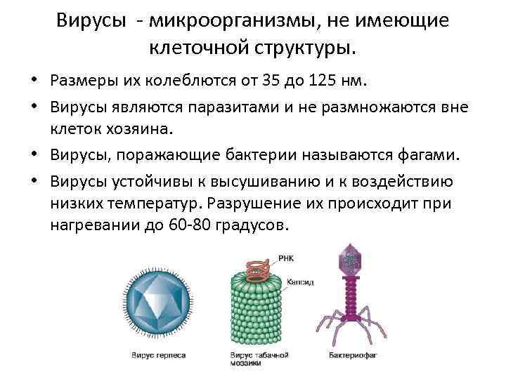 Вирусы - микроорганизмы, не имеющие клеточной структуры. • Размеры их колеблются от 35 до