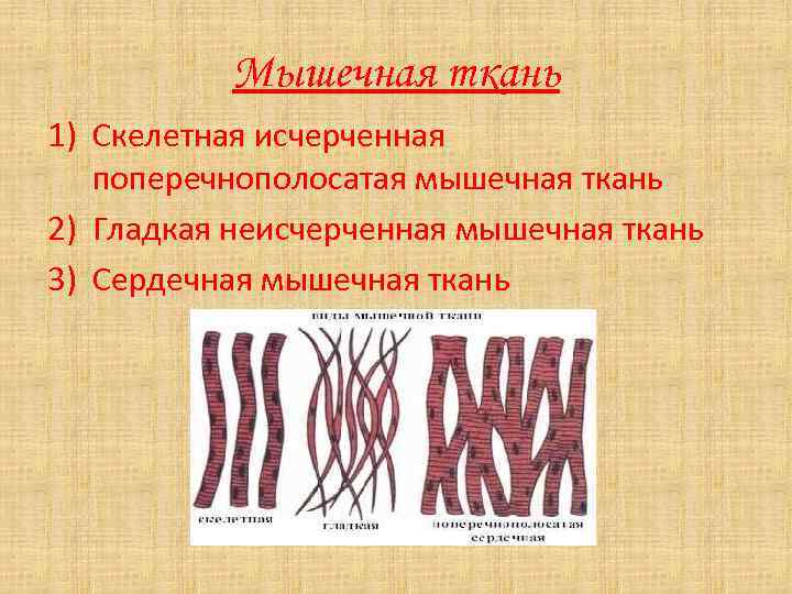 Мышечная ткань 1) Скелетная исчерченная поперечнополосатая мышечная ткань 2) Гладкая неисчерченная мышечная ткань 3)