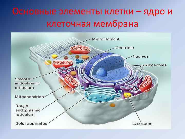 Основные элементы клетки – ядро и клеточная мембрана 