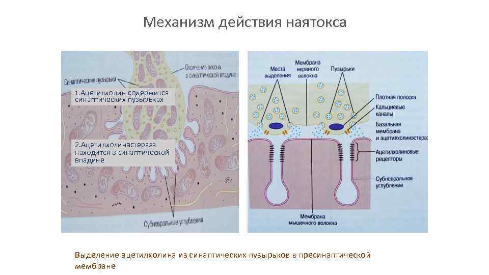 Механизм действия наятокса 1. Ацетилхолин содержится синаптических пузырьках 2. Ацетилхолинэстераза находится в синаптической впадине