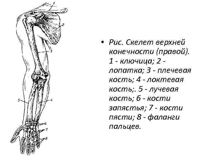  • Рис. Скелет верхней конечности (правой). 1 - ключица; 2 лопатка; 3 -