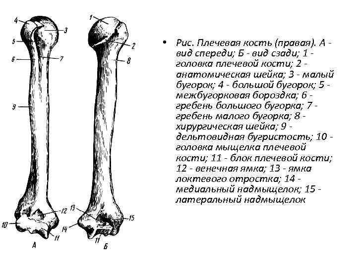  • Рис. Плечевая кость (правая). А вид спереди; Б - вид сзади; 1